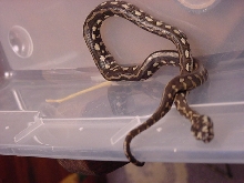 side picture