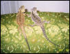 Romeo and Juiette