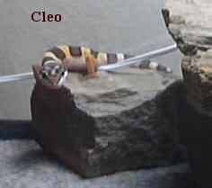 Cleo