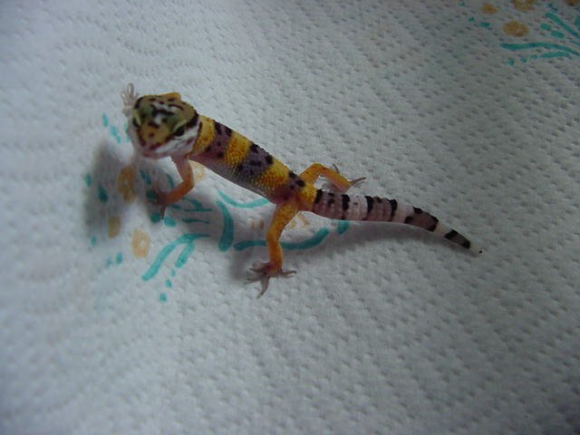Babs when I got her