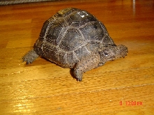 Yearling Aldabra.