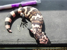 pink yearling gila