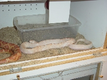 Lavander Albino Black Rat?