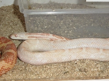Lavander Albino Black Rat?