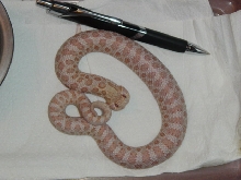 pinky