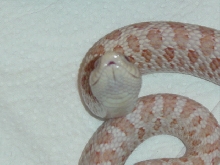 pinky smiling