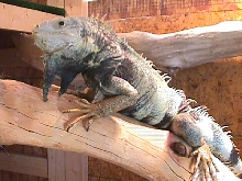 My buddy Reptar