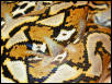 pattern shot