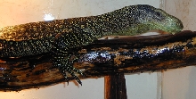Merauke Female