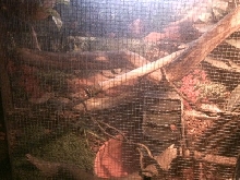 Water Dragon Enclosure Pic 1