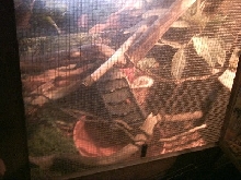 Water Dragon Enclosure Pic 2