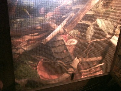 Water Dragon Enclosure Pic 2