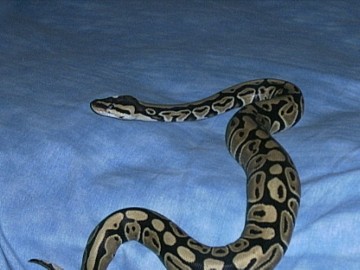 Yellow Female