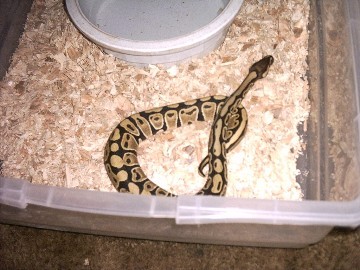 High Yellow Female