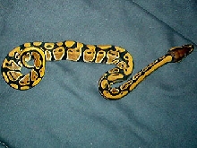 High Yellow Female