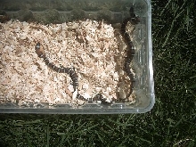 Hatchling Jalisco Milksnakes