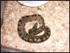 Het. Albino Male