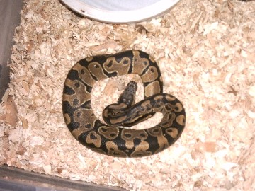 Het. Albino Male