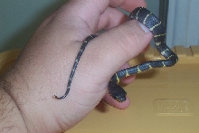 newborn