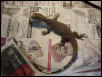 Bengal Monitor 01