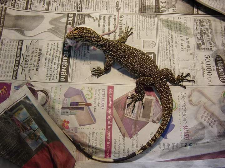 Bengal Monitor 01