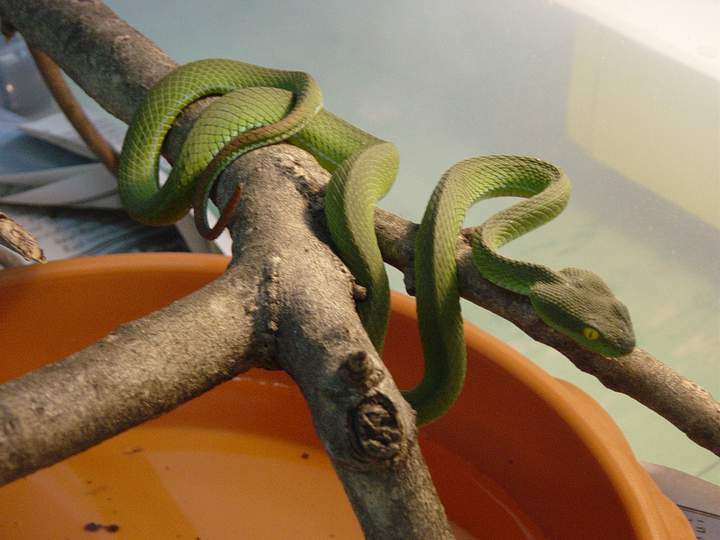 Big-eyed Pit-viper