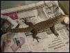Bengal Monitor02