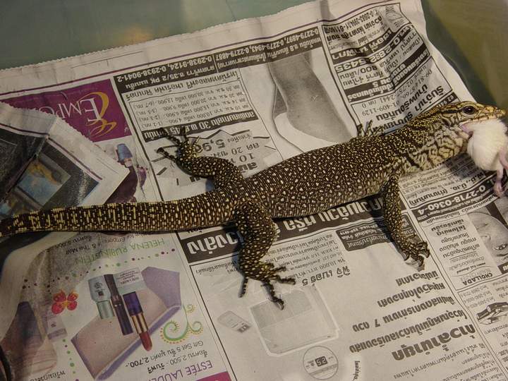 Bengal Monitor02