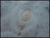 Albino Chinese Soft-shelled turtle
