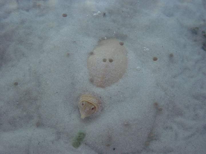 Albino Chinese Soft-shelled turtle