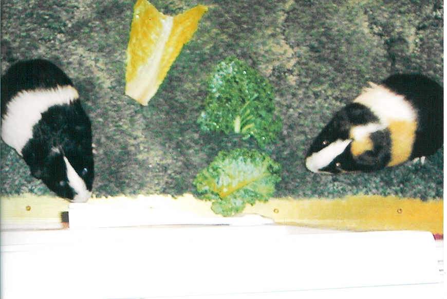 piggies 1