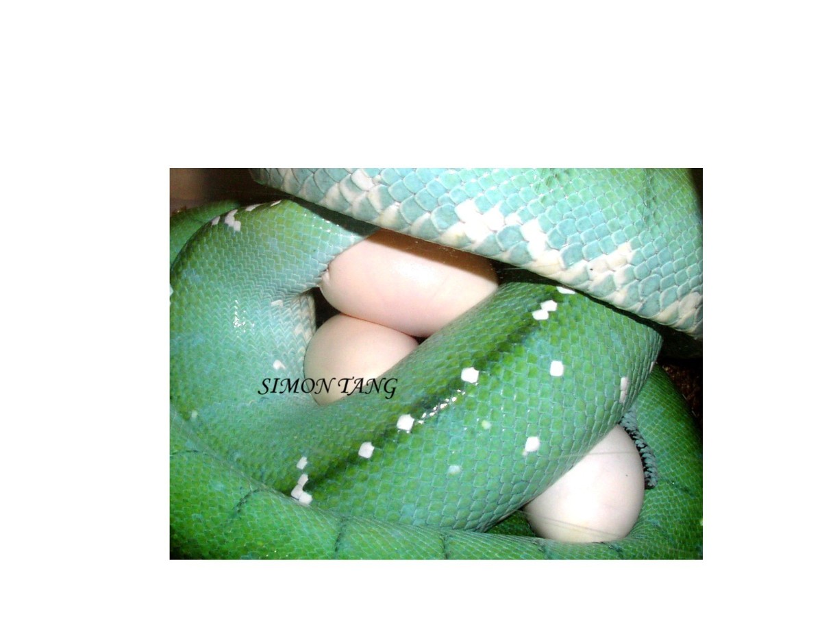 Awesome Green Tree Pythons
