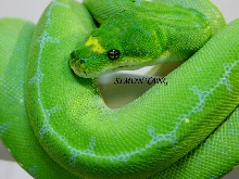 Awesome Green Tree Pythons