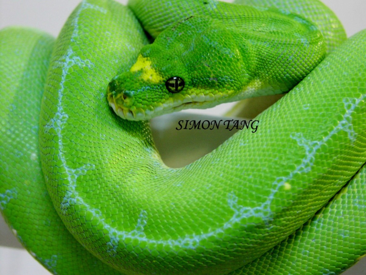 Awesome Green Tree Pythons