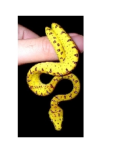 Awesome Green Tree Pythons