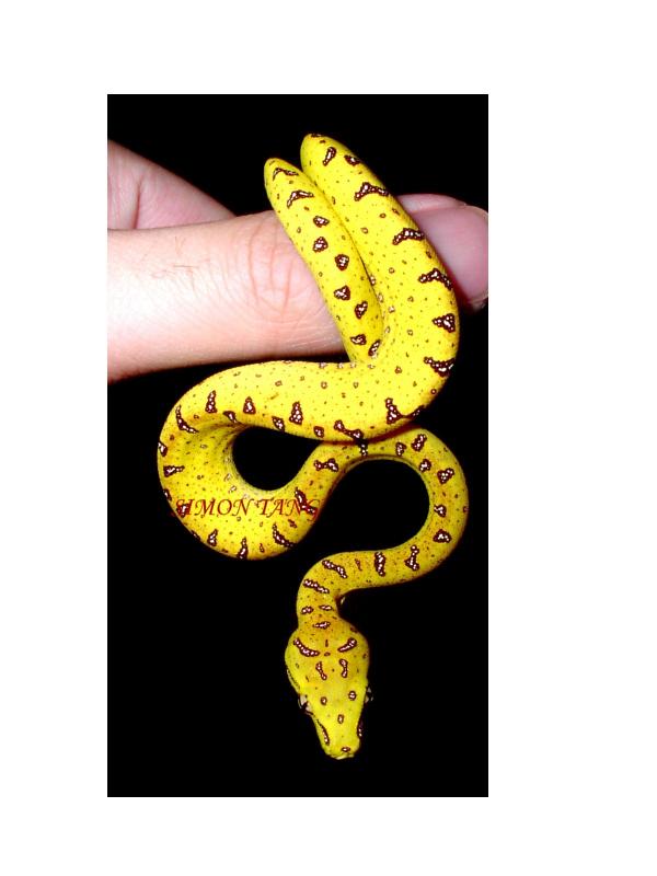 Awesome Green Tree Pythons