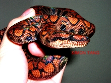 Awesome Rainbow Boa