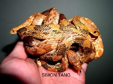 Awesome Pine Snakes