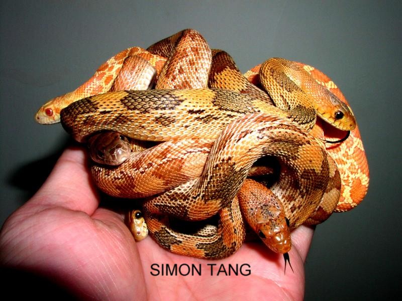 Awesome Pine Snakes
