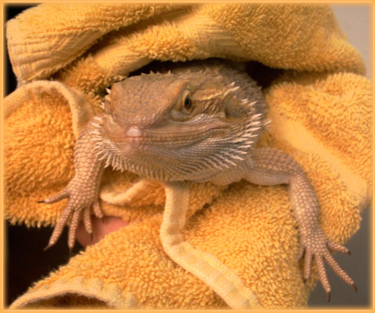 Just Bathed