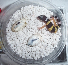 hatchling leopard gecko