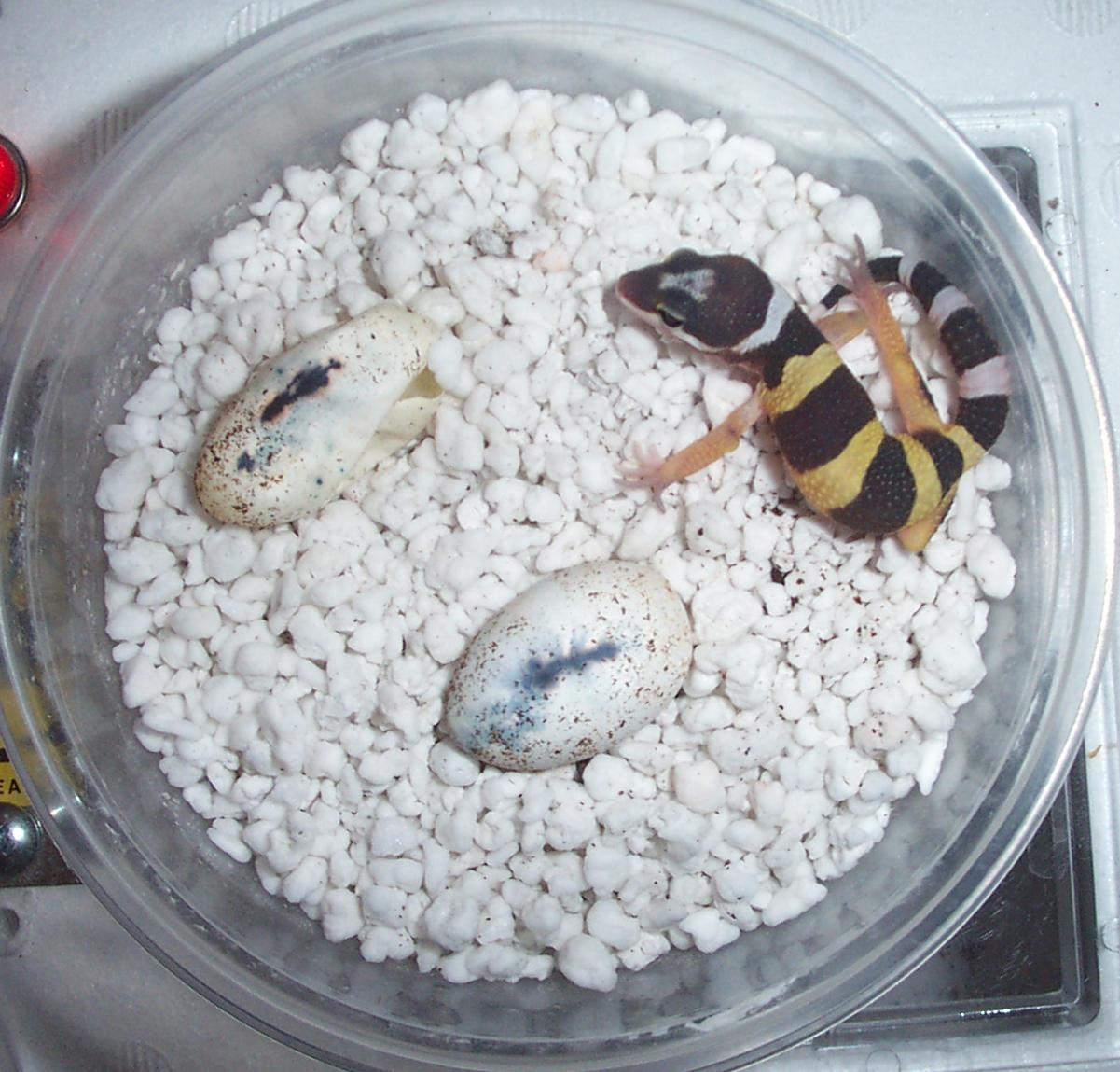 hatchling leopard gecko