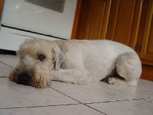 Wheaton Terrier -
