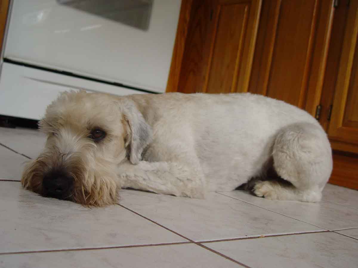 Wheaton Terrier -