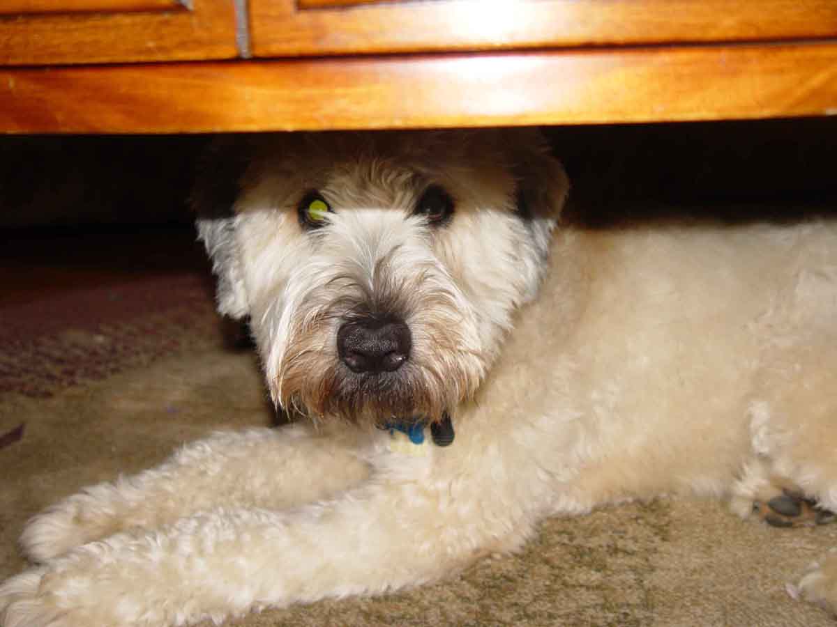Chuie - Wheaton Terrier