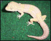 Red the Albino