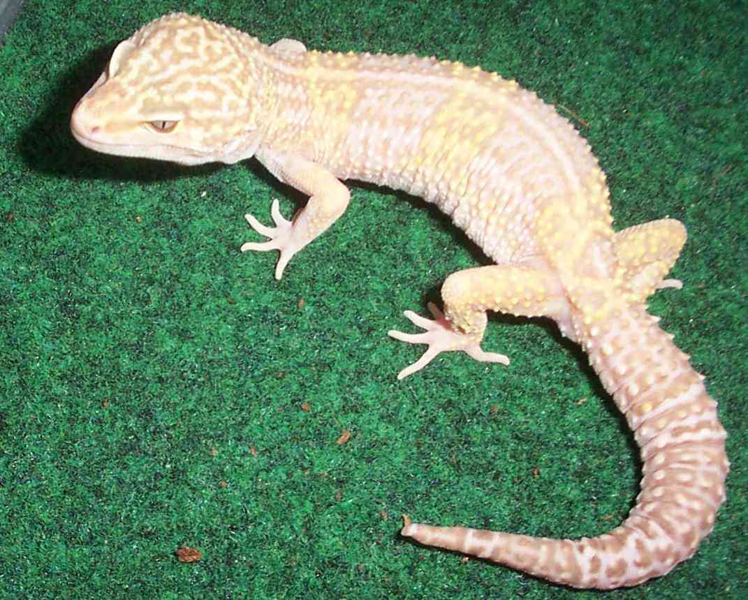 Red the Albino