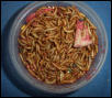 mealworms2