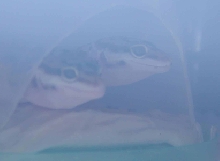 2 geckos of mine