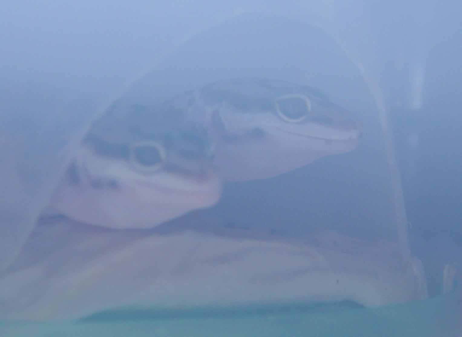2 geckos of mine